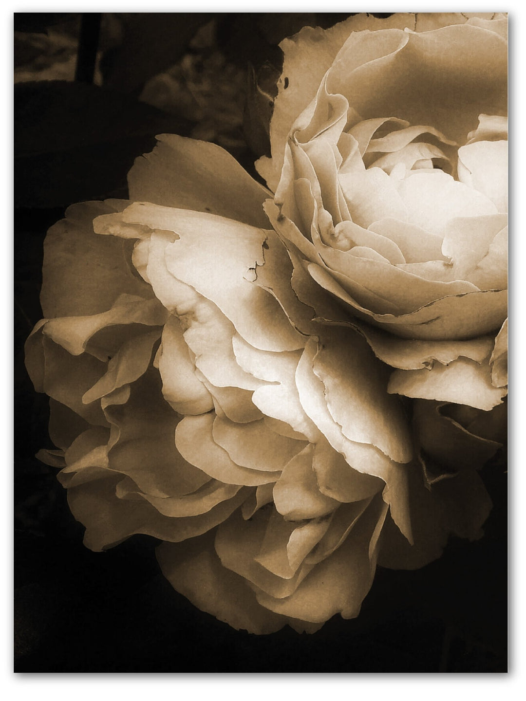 Beige Rose - Beautiful Wall