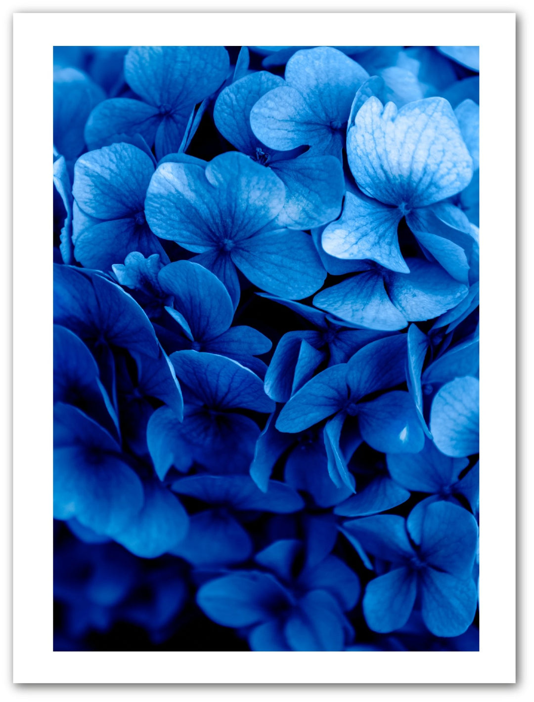 Hydrangea Blume - Blau - Beautiful Wall