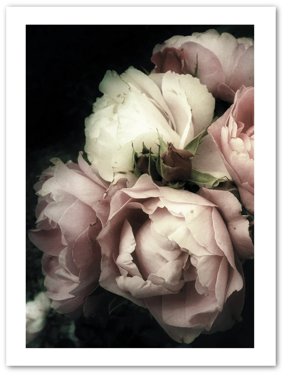 Rosa weiße Rosen - Beautiful Wall