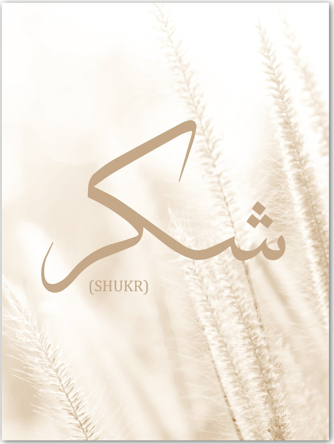 Shukr - Pampasgras - Beautiful Wall