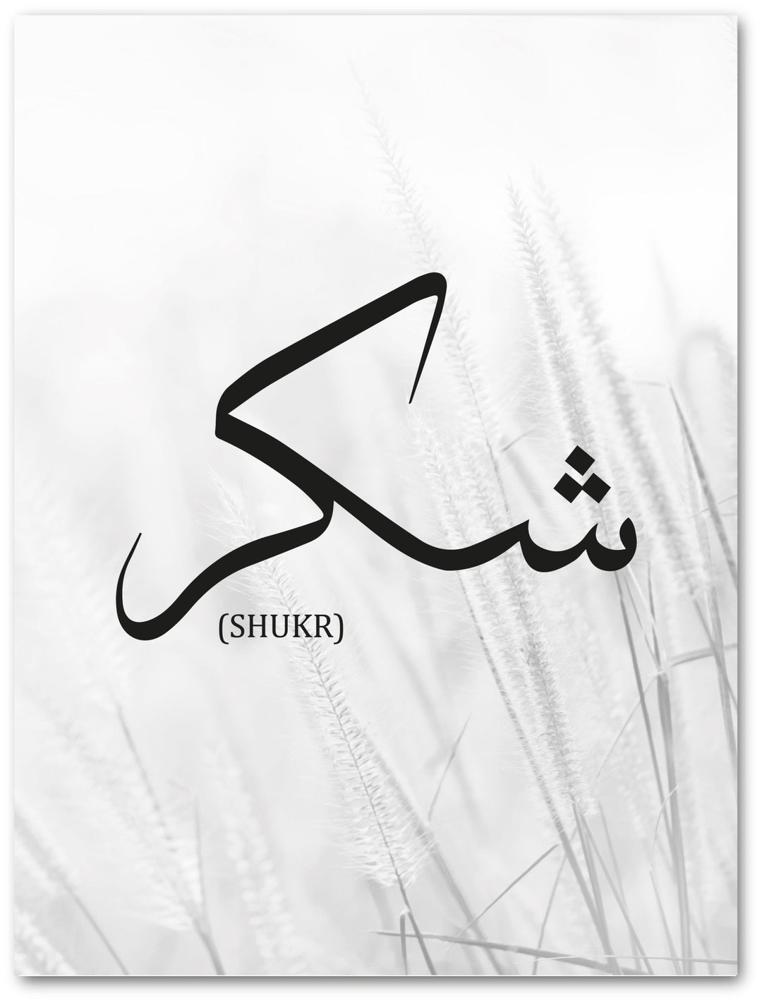 Shukr - Pampasgras - Beautiful Wall