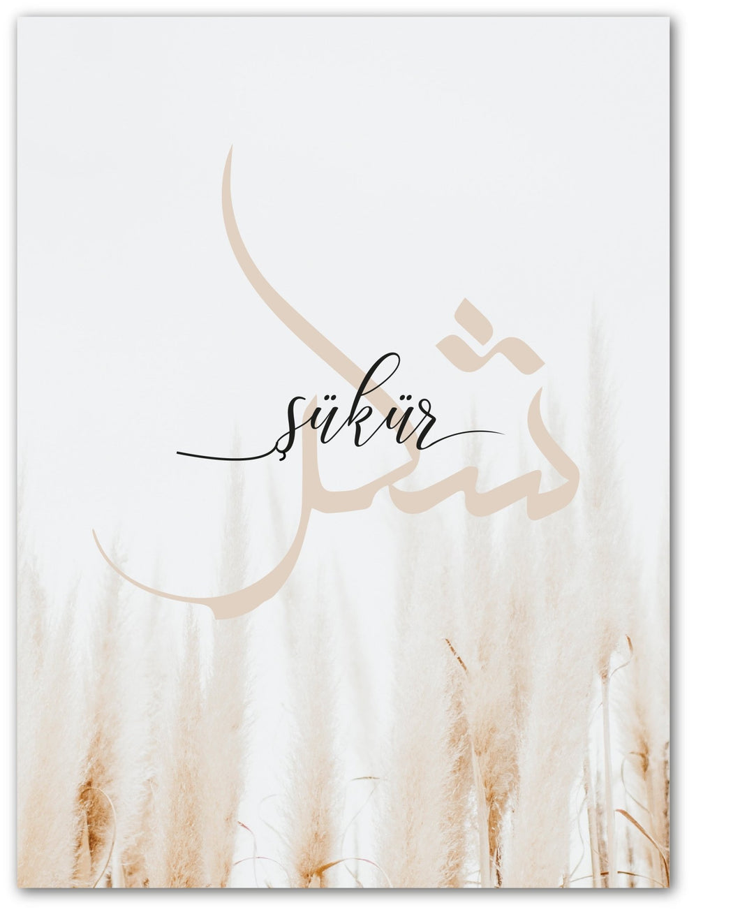 Şükür - Pampasgras - Beautiful Wall