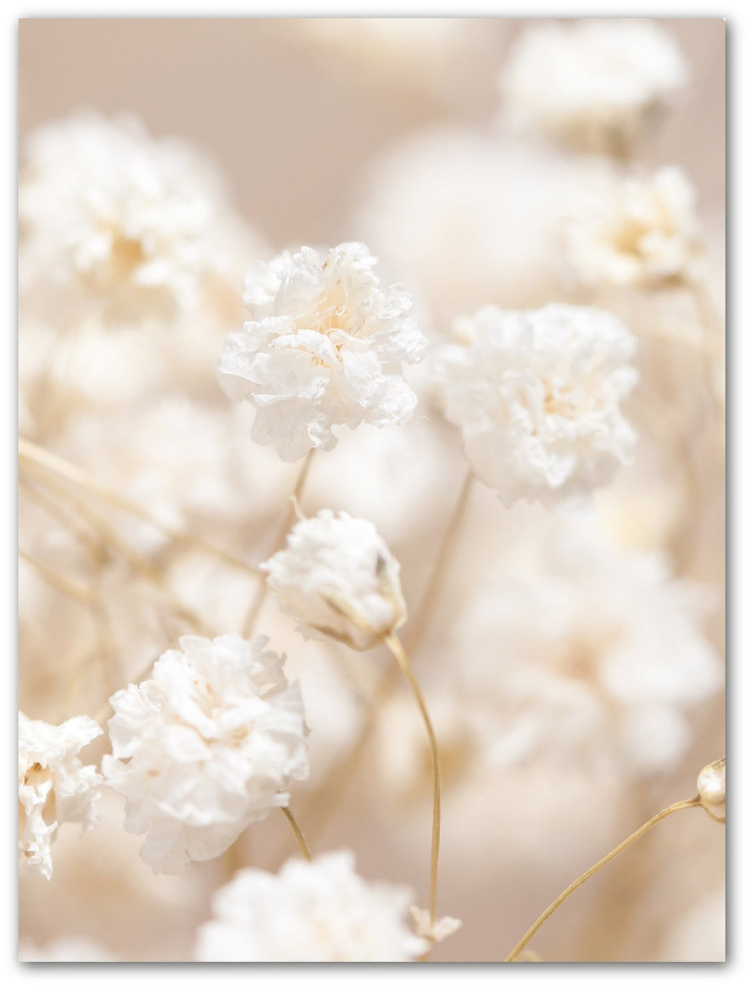 weiße Gypsophila - Beautiful Wall