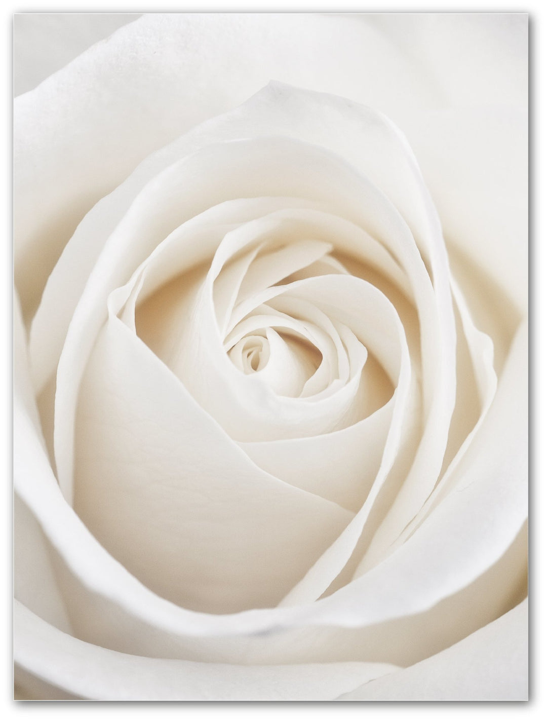 Weiße Rose - Beautiful Wall