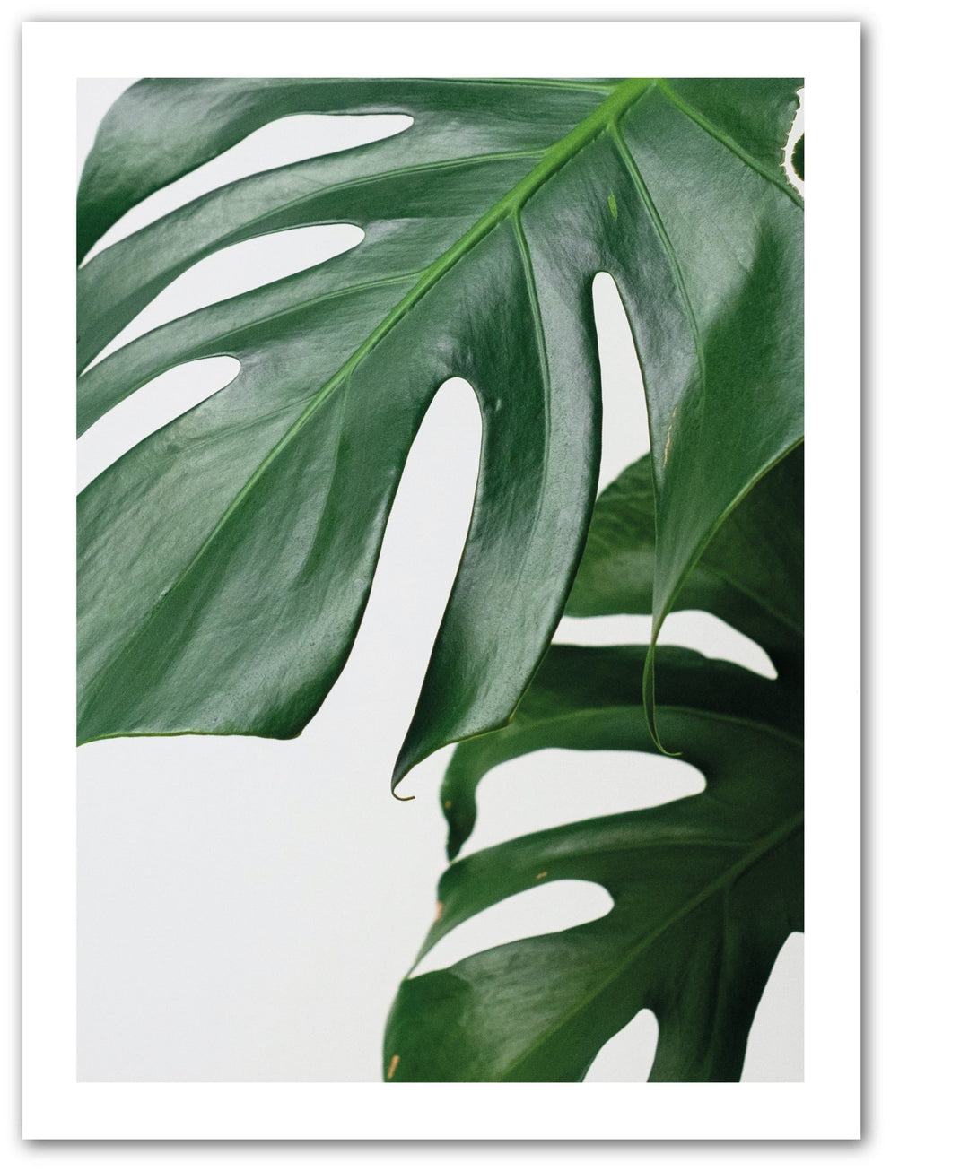 Monstera Blätter - Beautiful Wall